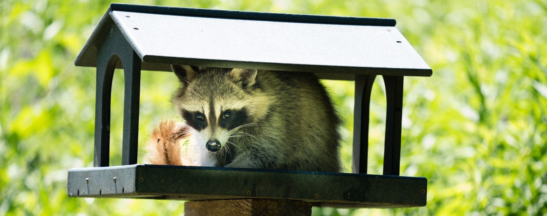Grey raccoon sitting in a mailbox