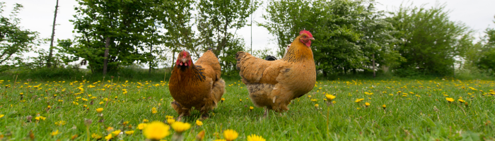 Photo of two chickens roaming on a grassy area