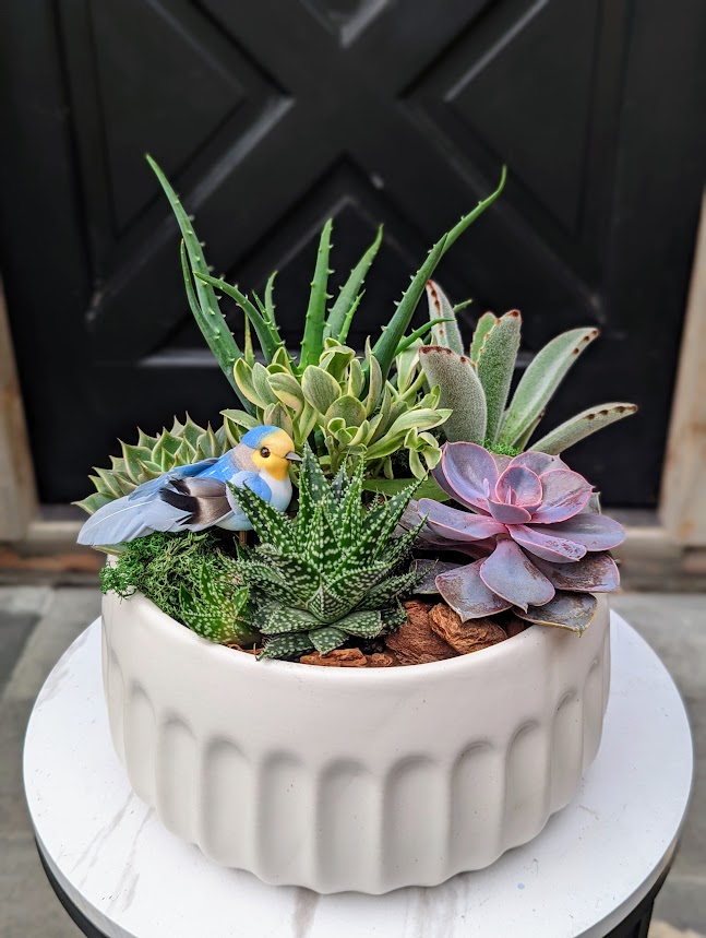 Succulent arrangement