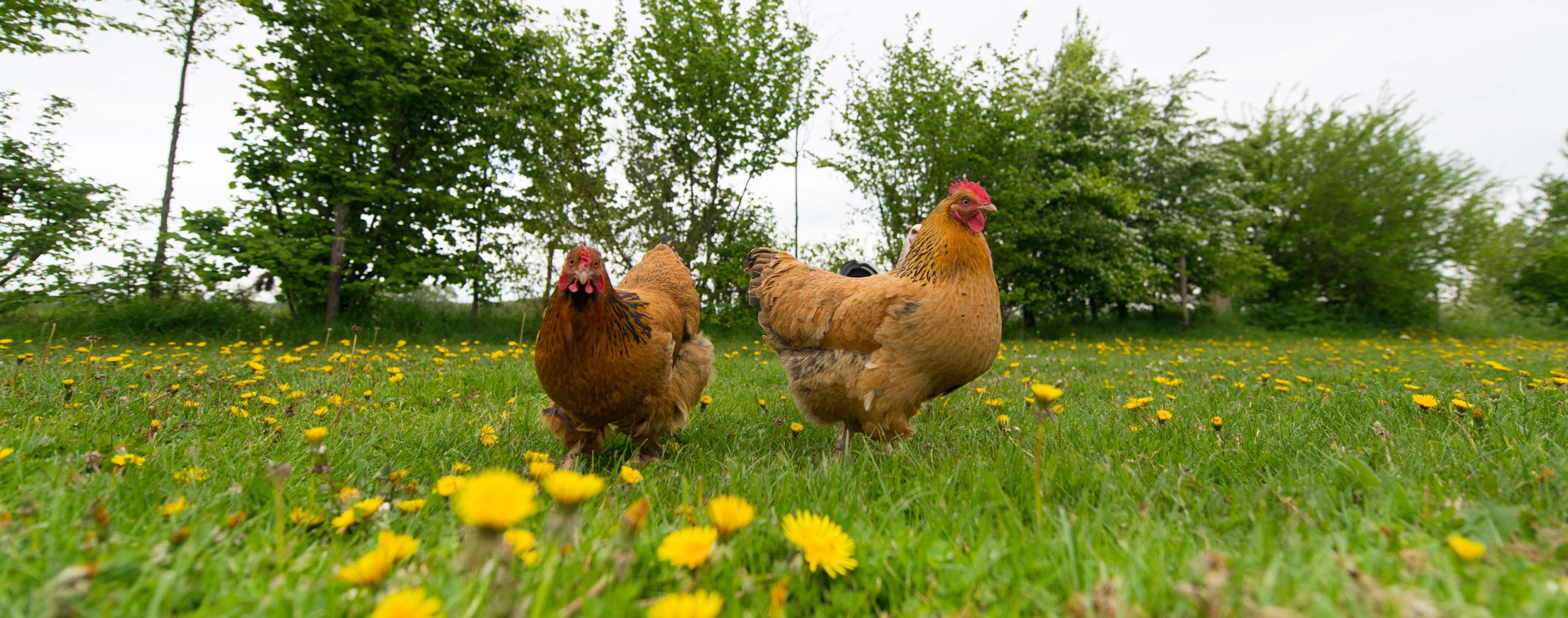 Chickens in a field