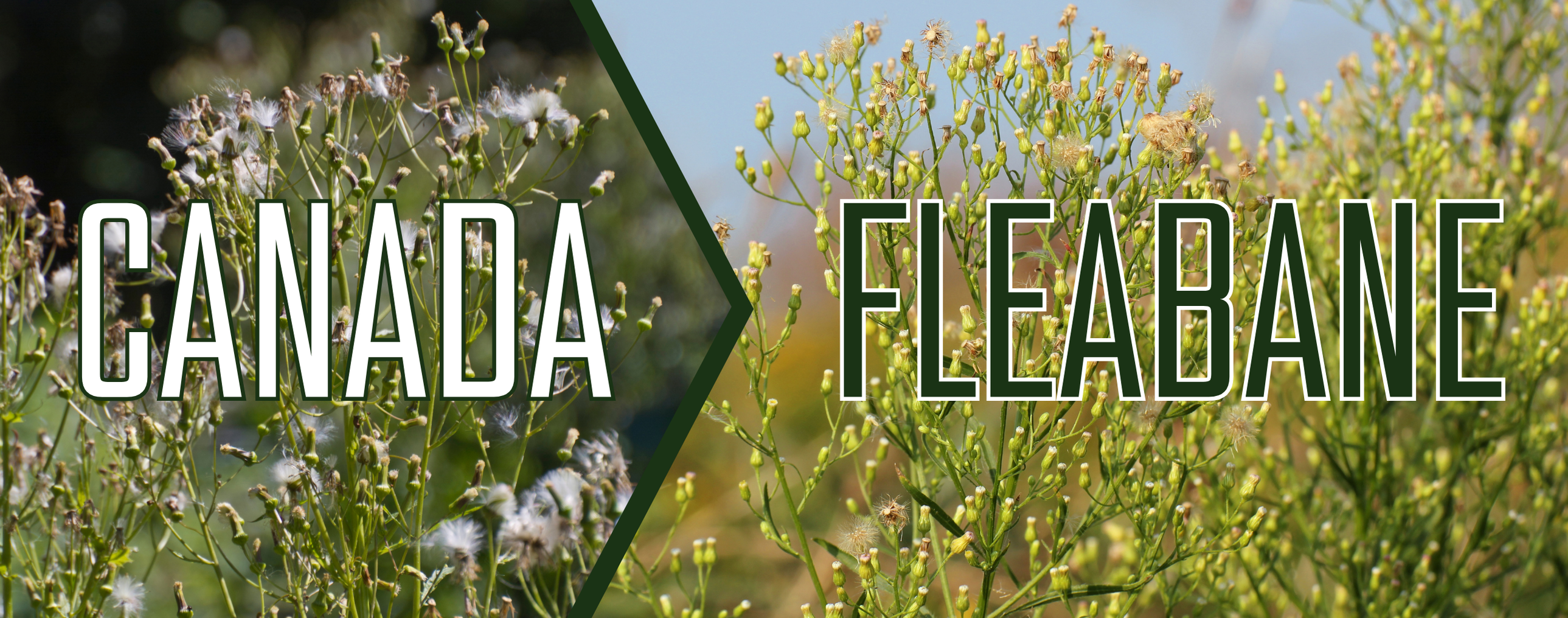 Canada Fleabane